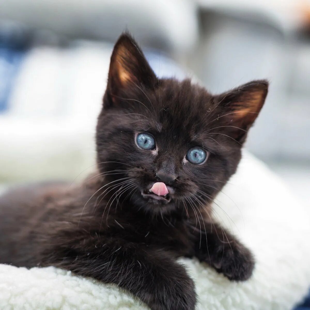 Черный котенок. Черный голубоглазый котенок. Чёрный котёнок с голубыми глазами. Черные котята с голубыми глазками. Черная глазая