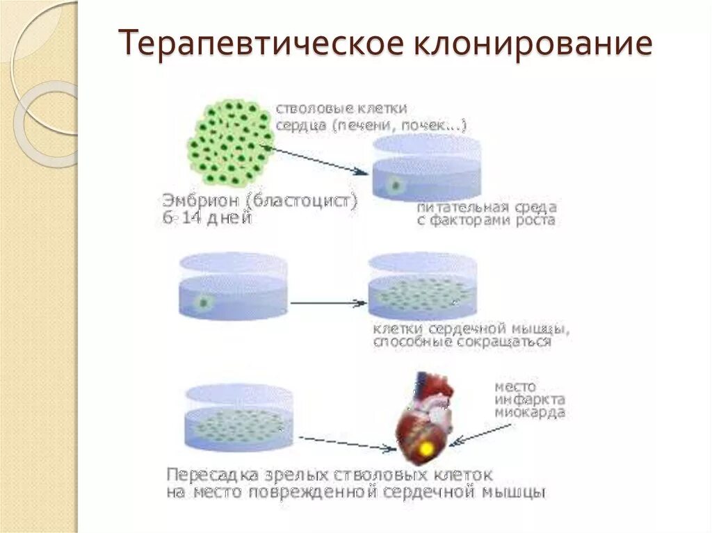 Как работает клонирование. Терапевтическое клонирование стволовые клетки. терапевтическое клонирование схема. репродуктивное и терапевтическое клонирование схема. терапевтическое клонирование человека.
