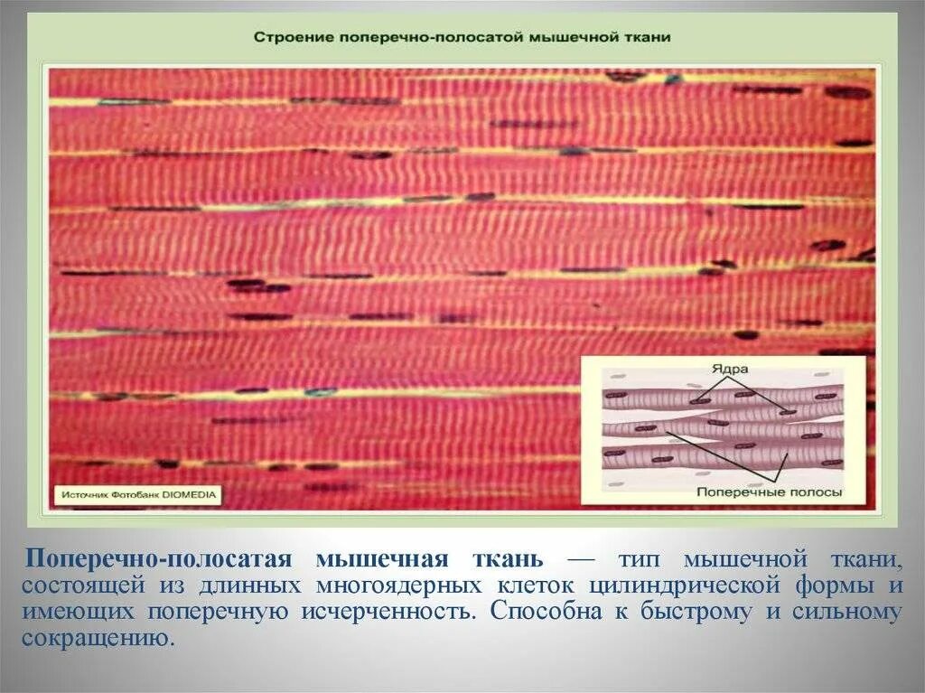 Гладкие мышцы многоядерные. Поперечная исчерченность в поперечно полосатой ткани. Волокна поперечно-полосатой мышечной ткани многоядерные. Поперечная исчерченность скелетной мышечной ткани. Скелетная поперечно-полосатая мышечная ткань сокращается.