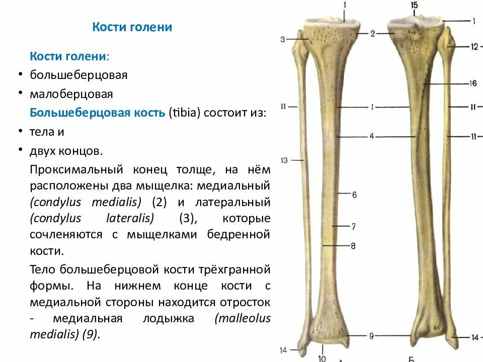 Сколько срастается малая берцовая кость. Большая берцовая кость анатомия человека. большая берцовая кость анатомия строение. проксимальный эпифиз большеберцовой кости. большая берцовая и малая берцовая кость анатомия.