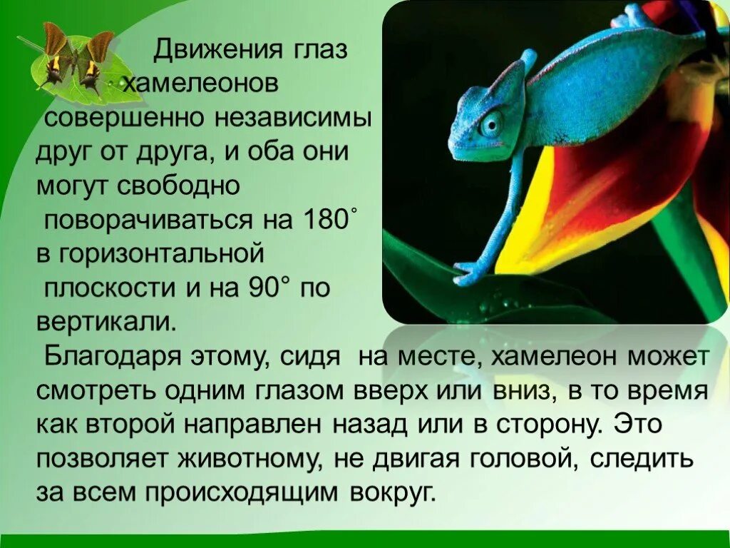 Хамелеон 1 класс. Сведения о хамелеоне. Хамелеон доклад. Сообщение о хамелеоне. Краткая характеристика хамелеона.