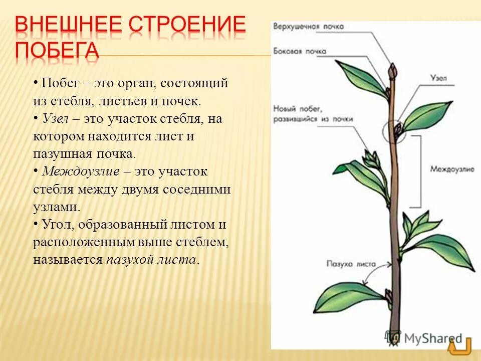 Каковы функции узла и междоузлия. Какую функцию выполняет узел стебля. Побег (узел междоузлие лист. Строение растения черешок. Каковы функции узла и междоузлия.