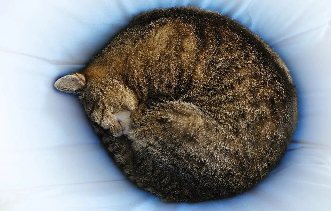 Кот прячет нос. Кошка свернулась клубком. спящие котики.