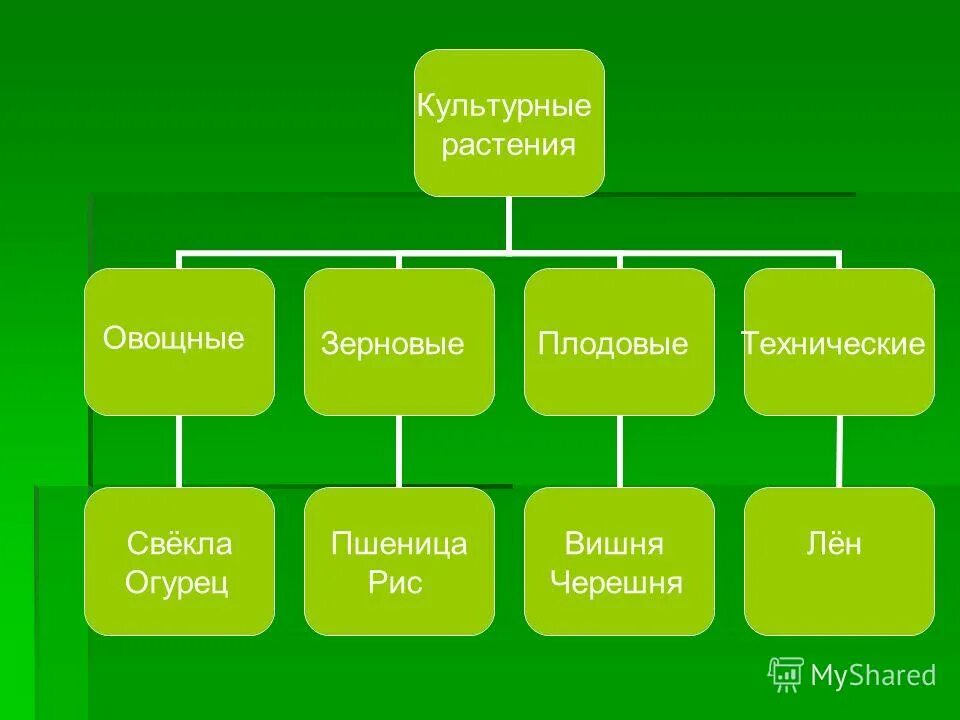 Выберите из списка культурные растения. Культурные растения. Культурные растения деревья. Классификация культурных растений. Культурные растения овощные плодовые зерновые.