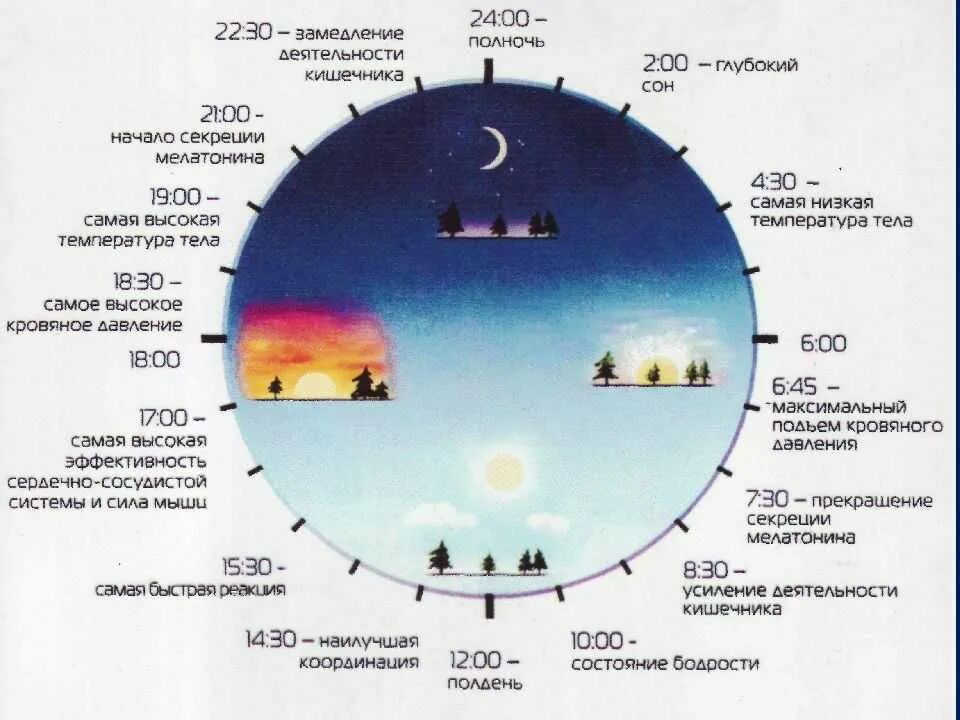 Реакция на изменение длины светового дня