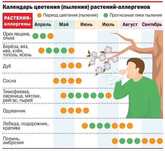 Таблетки от аллергии от цветения растений. Сейчас цветет трава и вызывает аллергию. График цветения аллергенов. Когда заканчивается цветение березы