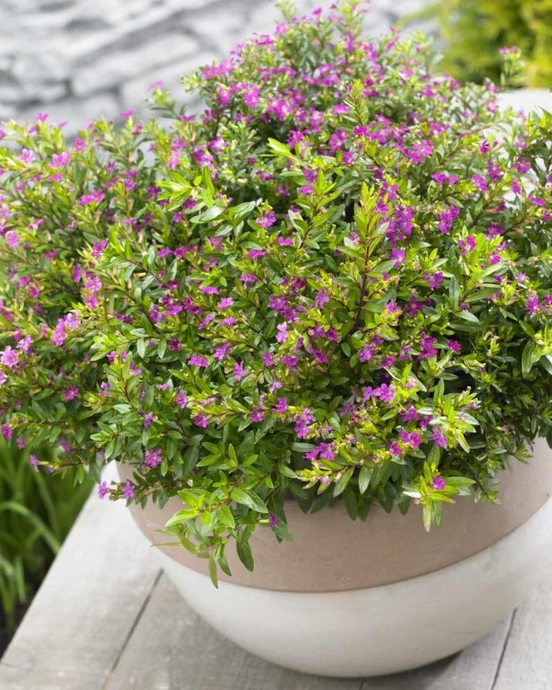 Куфея огненно-красная. Куфея японский мирт. Куфея myrto purple. Куфея распростертая звездочка. Куфея цветок распростертая.