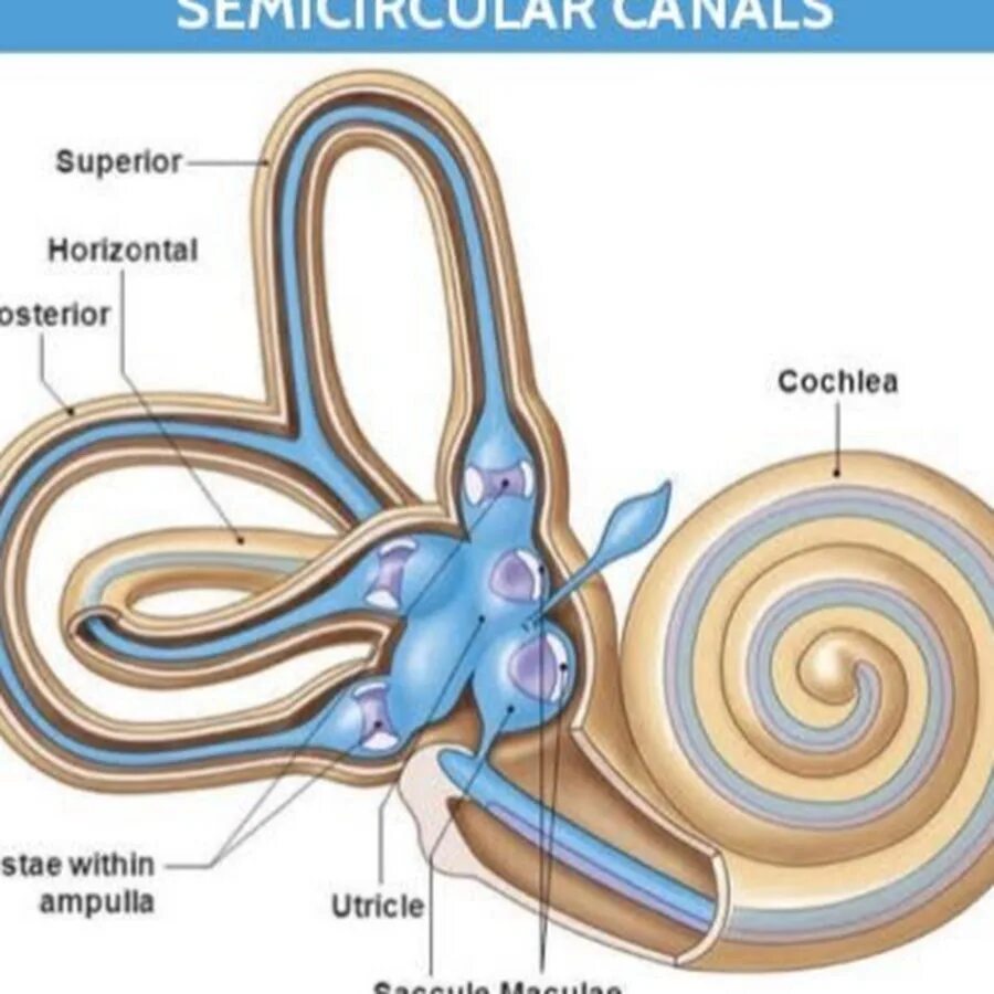 Вестибулярный аппарат строение анатомия. Строение преддверия вестибулярного аппарата. Строение уха и вестибулярного аппарата. Орган слуха улитка полукружные каналы. Полукружный канал орган слуха