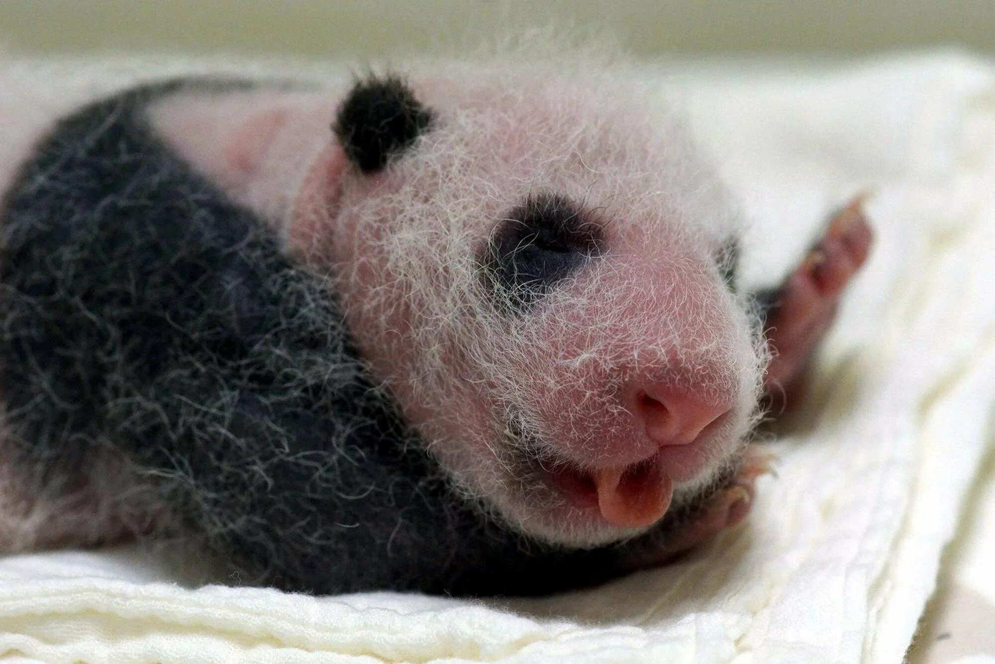 Родившийся детеныш панды. Панда с детёнышем. Новорожденная Панда. Новорожденные панды. Новорождённые Детёныши панды.