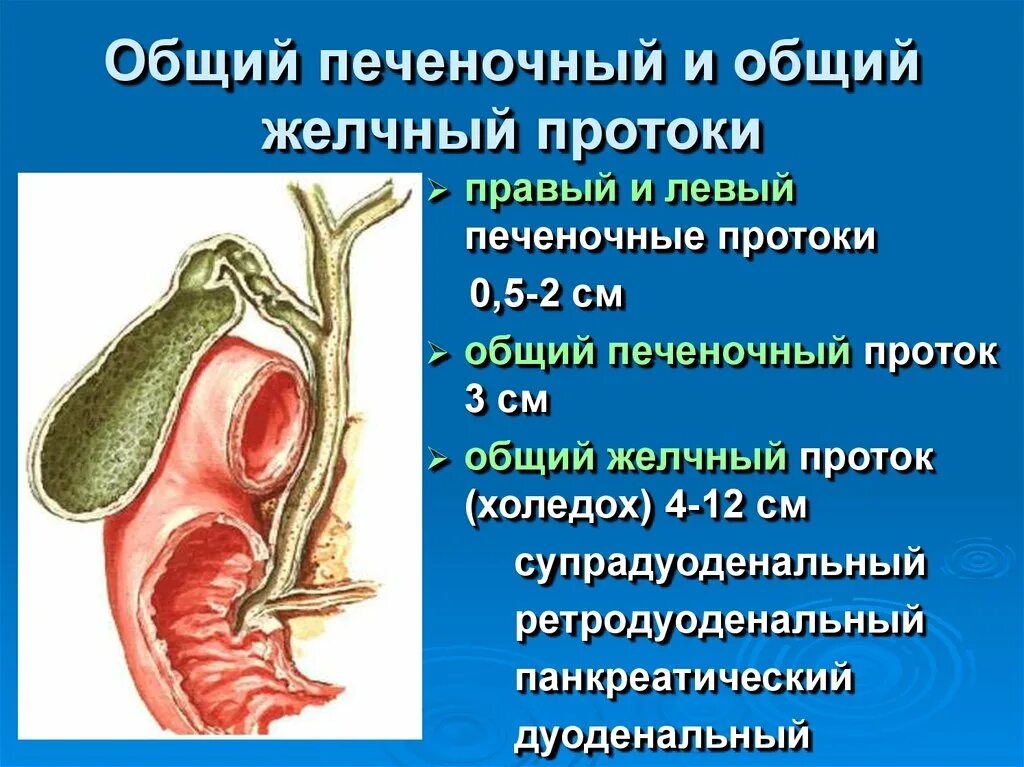 Диаметр желчного пузыря. Холедох проток желчного пузыря. Холедох 6 мм в желчном пузыре что это такое. Показателем нормального общего желчного протока. Желчные ходы холедок норма.