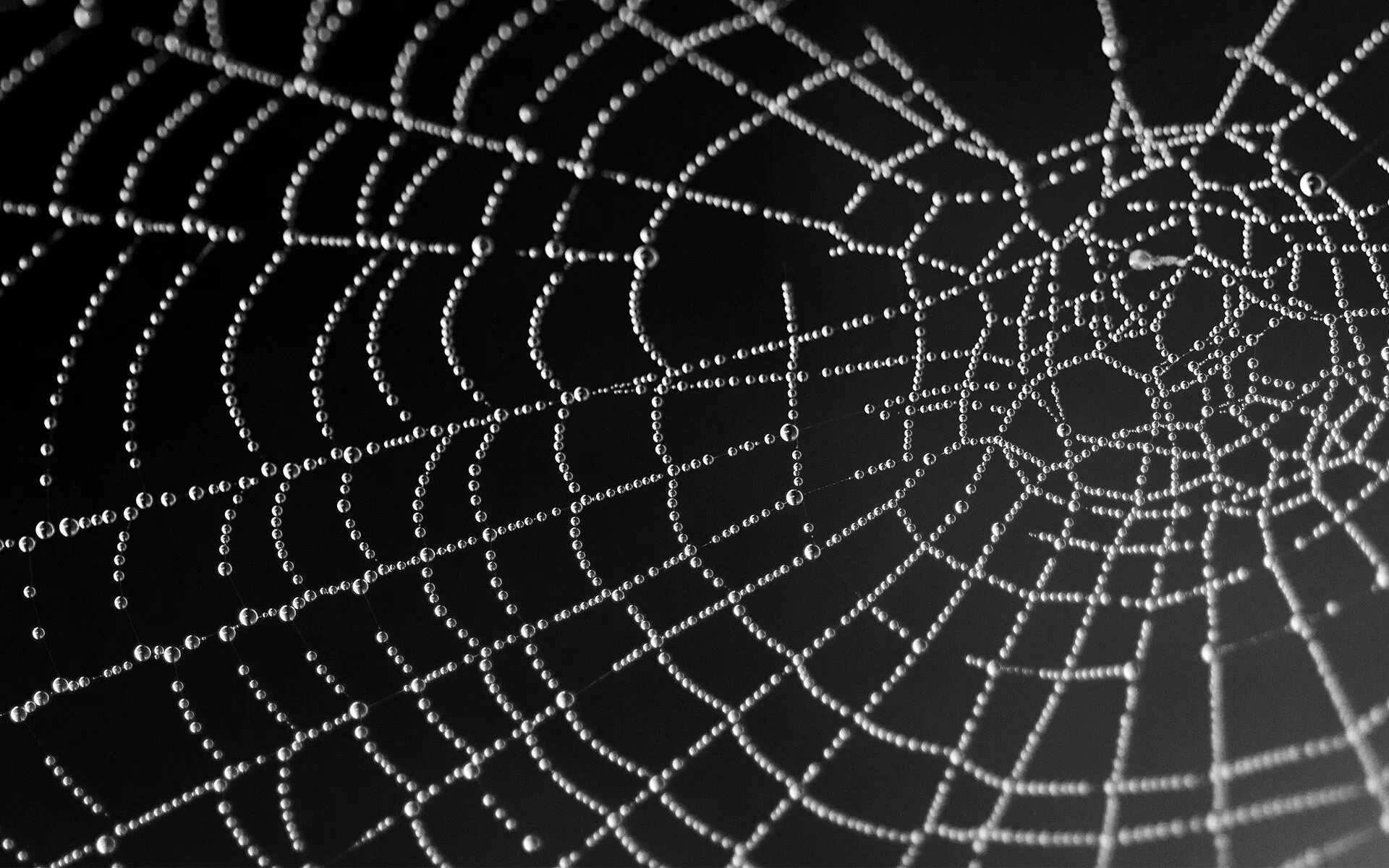 синяя паутина. паук на паутине. красивая паутина. паутина паука эпейра. паутина.