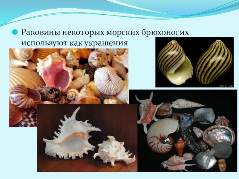 Морские брюхоногие моллюски. Типы раковин брюхоногих моллюсков. Морские брюхоногие моллюски представители. Раковины моллюсков с названиями. Раковины класс брюхоногие