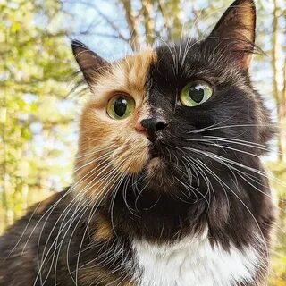 Двуликая кошка