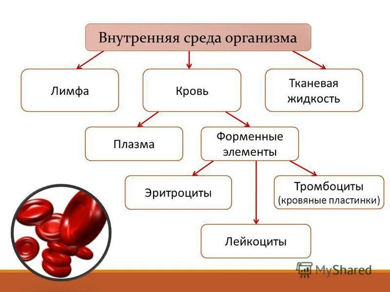 Из чего состоит среда организма