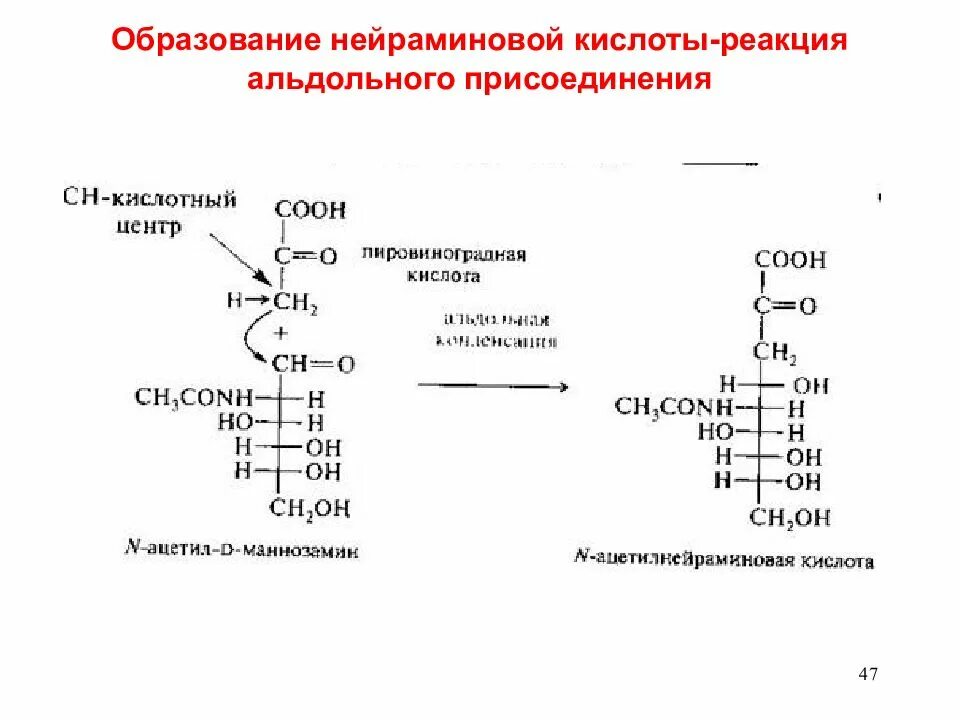 Реакция альдольного присоединения. Нейраминовая и сиаловые кислоты. Нейраминовая кислота формула структурная. N ацетил д нейраминовая кислота. D нейраминовая кислота образование.