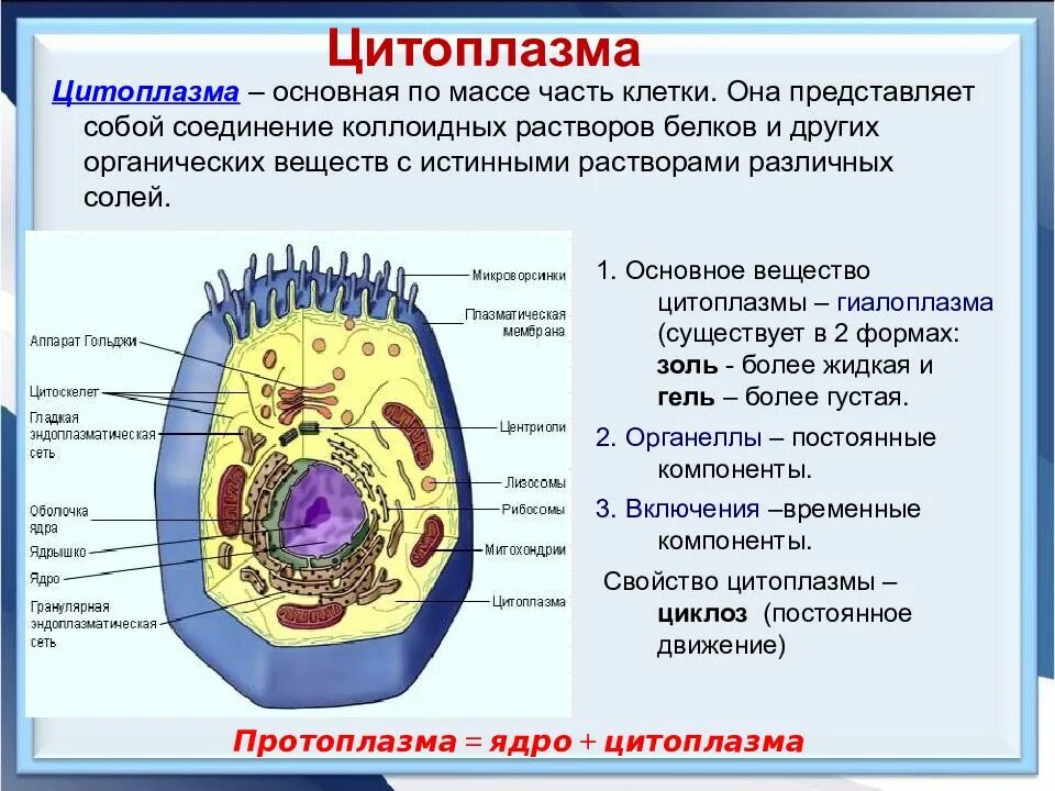 Особенности строения расположения клеток