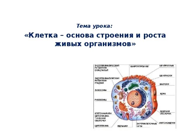 Основа клетки живого организма. Клетка основа строения и роста живых организмов. Клетка как основа живого организма. Клетка - основа строения и жизнедеятельности организма. Конспект.