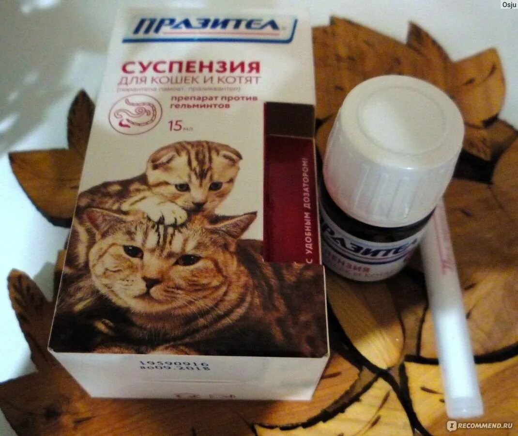 Глистогонить капли. Проглистогонить котенка. глистогонное для котят 1 месяц. глистогонное для кошек суспензия.