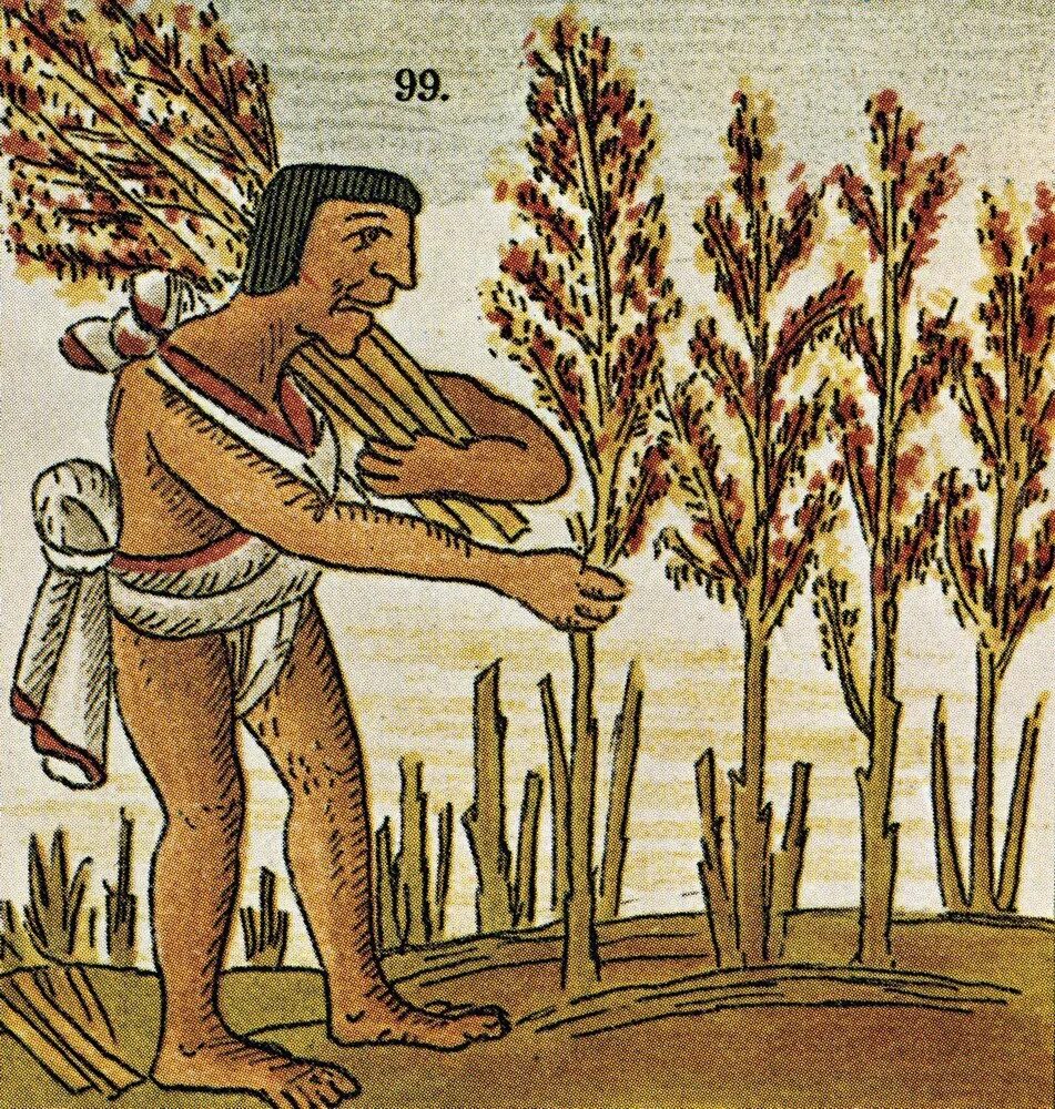 Растений человеком становится. Амарант пшеница ацтеков. Амарант Ацтек. Древний Рим земледелие растения\\. Лекарственные растения в древности.