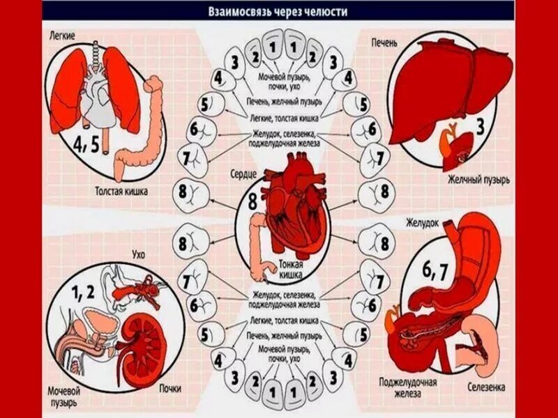 Связь зубов с органами. Проекция органов на зубы. Взаимосвязь зубов и внутренних органов. Зубы взаимосвязь с внутренними органами. Связь зубов с внутренними органами человека.