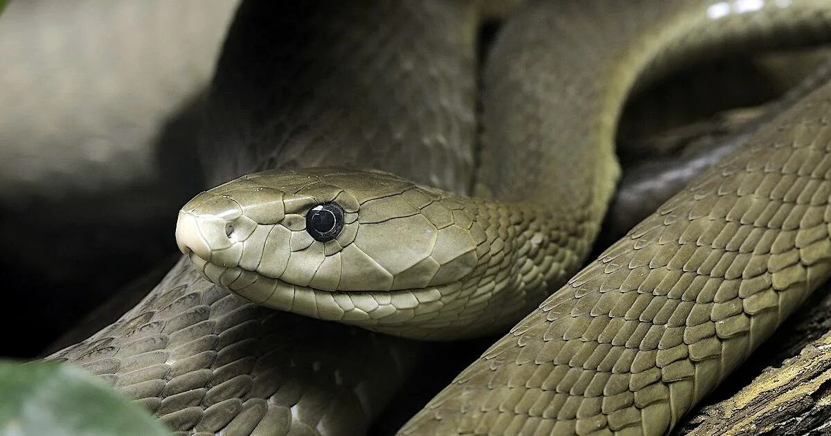 The Most Dangerous Animals in the World