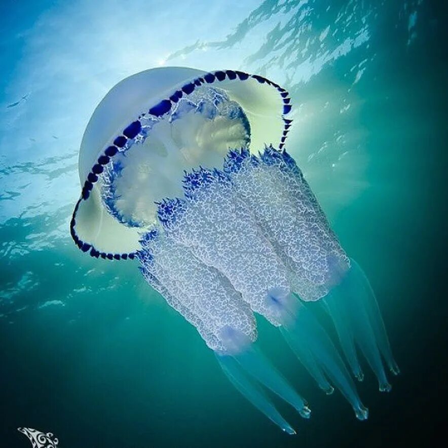 синие медузы в дубае. синие медузы в дубае. медузы в оаэ. фиолетовая медуза. голубая медуза в персидском заливе.