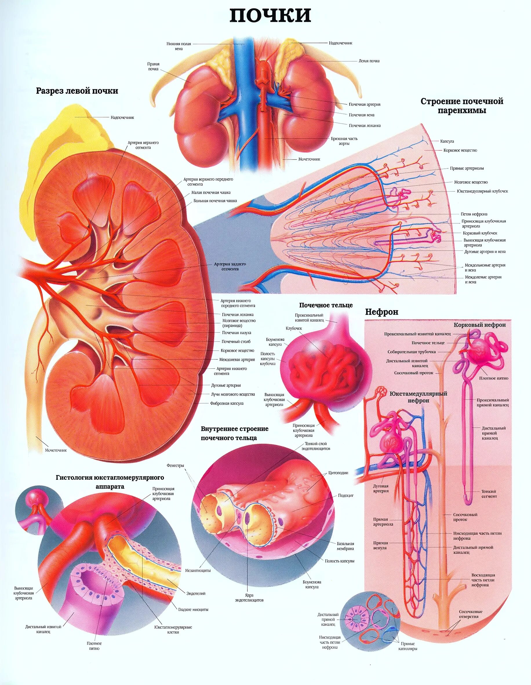 Строение почки человека анатомия. Анатомия почек человека Неттер. Анатомические структуры почки. Анатомия почечной системы.