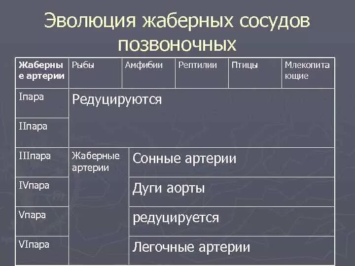 Эволюция жаберных сосудов позвоночных. Эволюция жаберных дуг у позвоночных животных. Эволюция жаберных сосудов позвоночных таблица. Преобразование жаберных артериальных дуг позвоночных. Таблица эволюционные преобразования