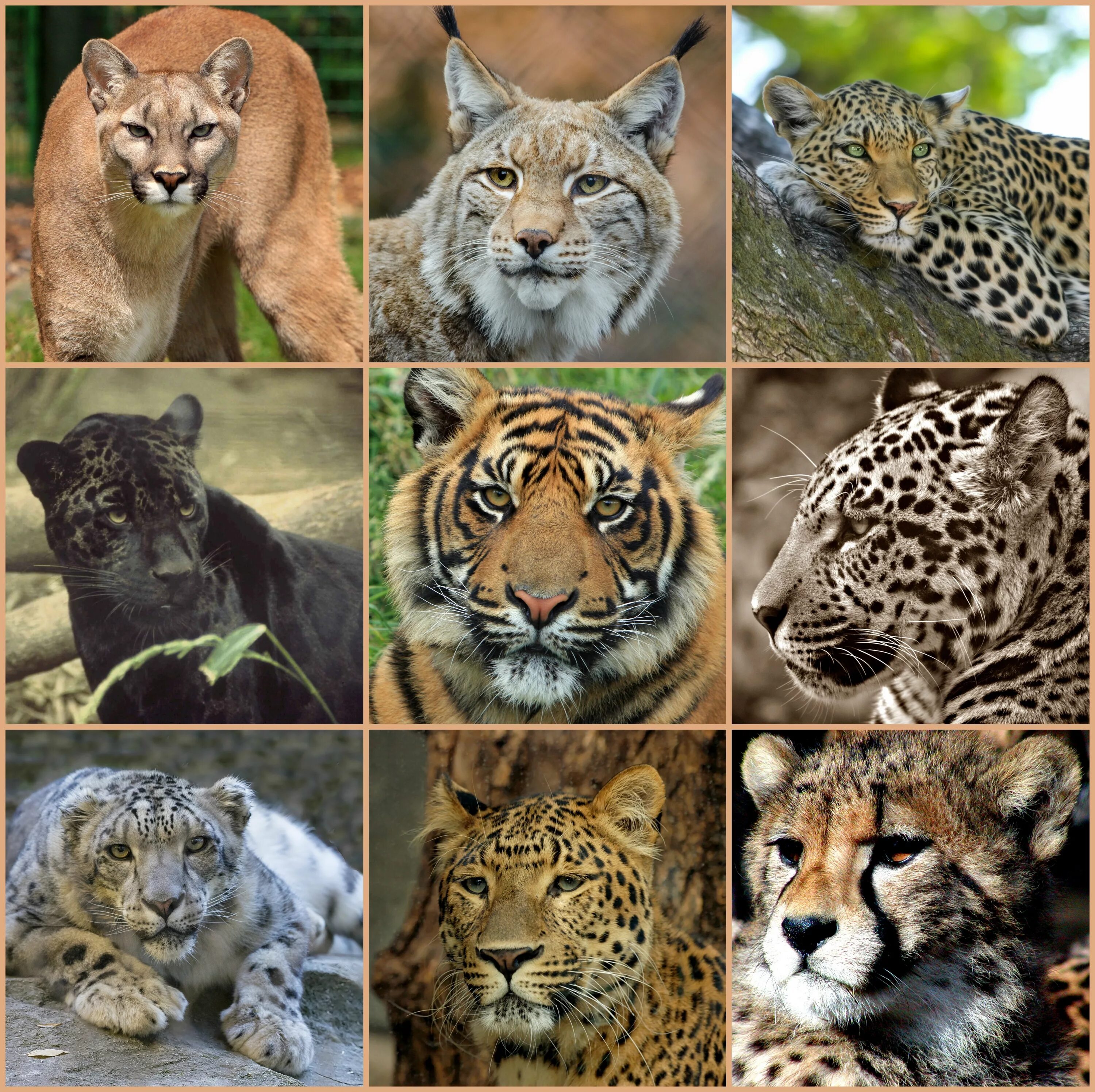 Тигр леопард гепард Ягуар. Тигр, пантера, гепард, леопард. Лев тигр леопард Ягуар. Гепард и леопард и Ягуар и пантера и тигр и Лев. Диких зверей хищников