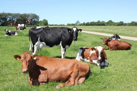 Hereford porn - Best adult videos and photos