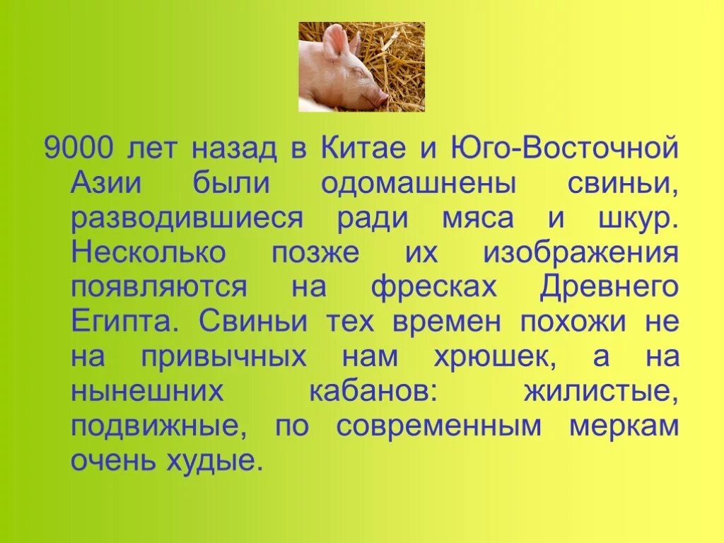 Сообщение о свинье. Свинья сообщение 3 класс окружающий. Свинья проект. Доклад о свинье.