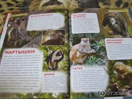 Энциклопедия об обезьянах 3 класс