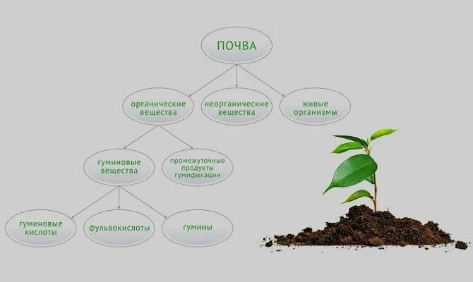 Почва представляет собой вещество. Гуминовые органические вещества это. органическое вещество почвы. состав органического вещества почвы. почвенное органическое вещество.