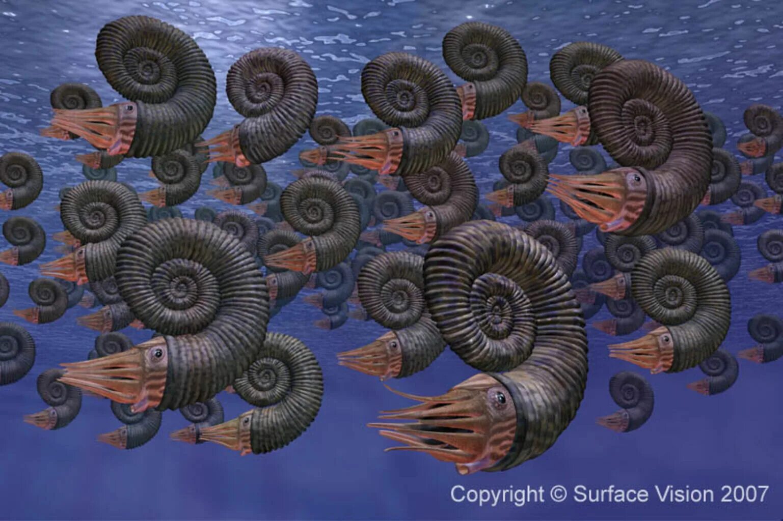 Вымершие моллюски аммониты. Аммонит Юрского периода. Аммониты триаса. Аммонит Наутилус.