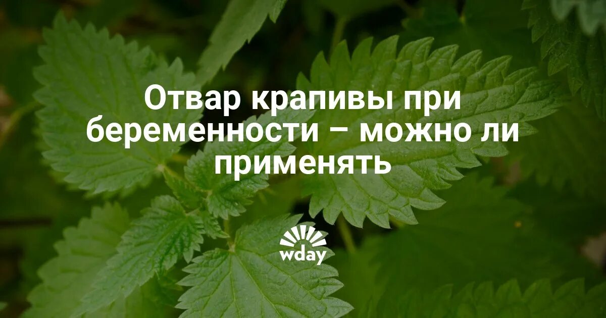 Отвар крапивы при месячных. Крапива при беременности. лист крапивы при беременности. крапива от беременности. можно ли пить крапиву при беременности.
