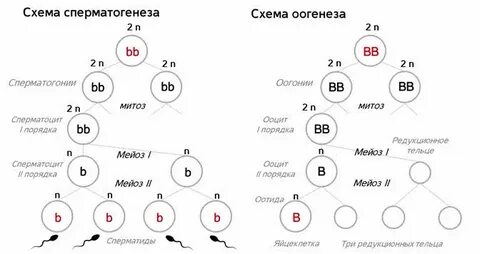 Сколько генов в яйцеклетке