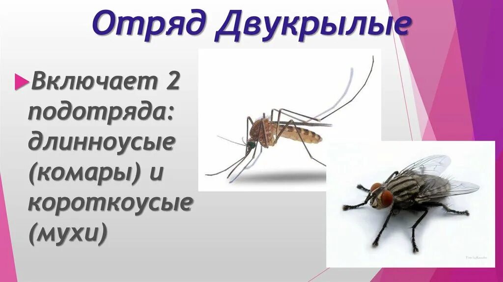 Комар какой отряд. Двукрылые насекомые превращение. разнообразие двукрылых. отряд двукрылые подотряд короткоусые. длинноусые и короткоусые двукрылые.