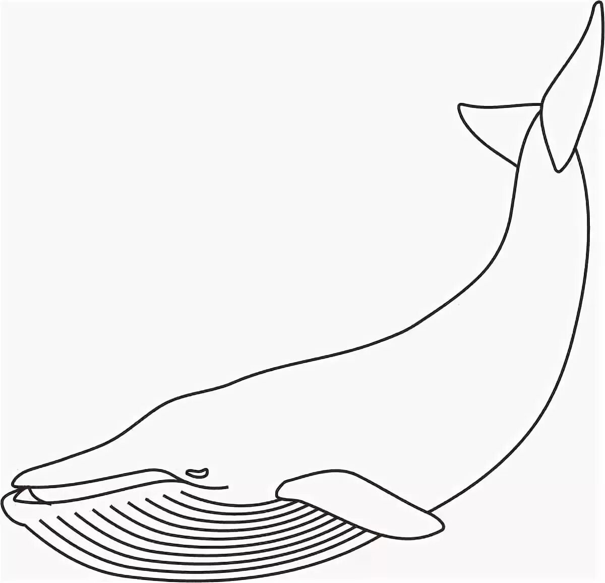Киты рисунок карандашом для детей. Кит вид сбоку рисунок. раскраска. кит. кит контур. синий кит раскраска.