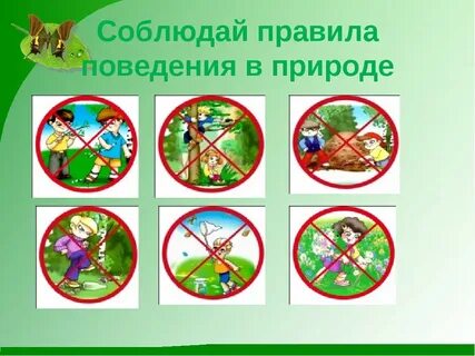 Картинки знаки поведения в природе