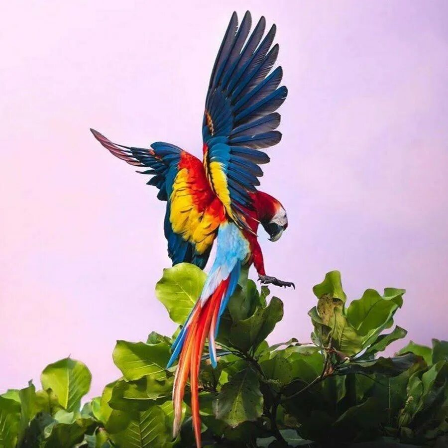 Большой цветной попугай. Гибрид шемрок попугай ара. Попугай аратинга красный. Большой цветной попугай. Австралийский лорикет.