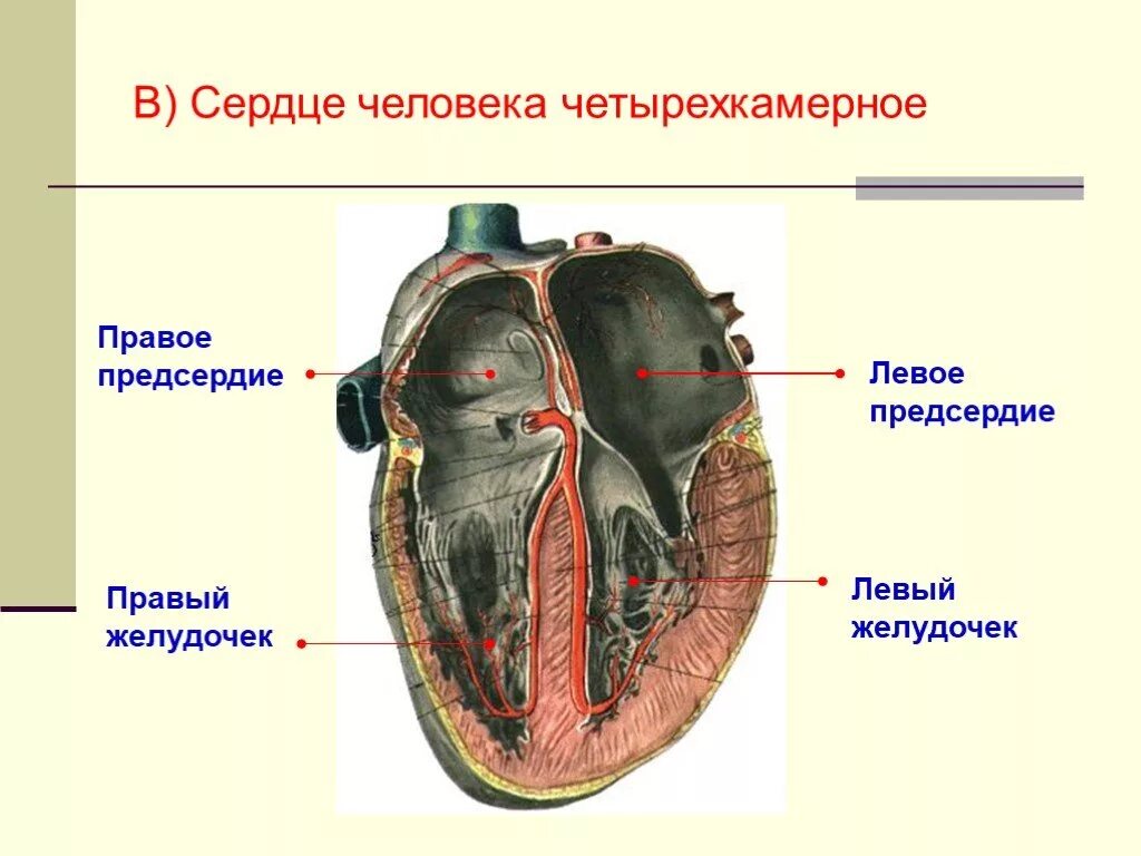 Сердце человека четырехкамерное. Четырёхкамерное сердце у человека. Сердце человека 4 камерное. Сердце человека правое предсердие. Правый желудочек функции