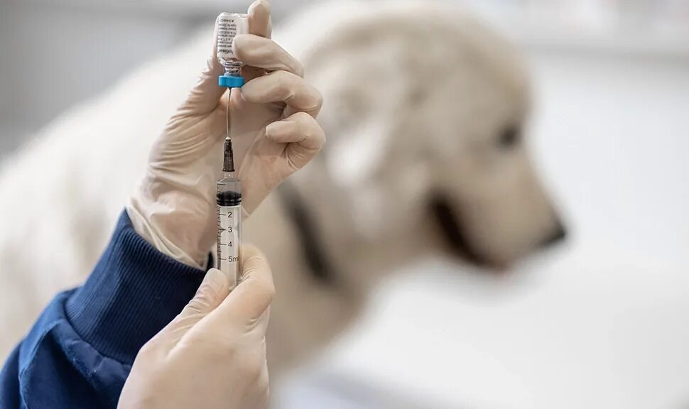 Вакцина симптомы. Прикармливают бродячих собак.