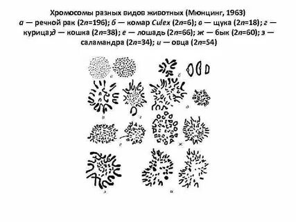 Хромосомы разных животных