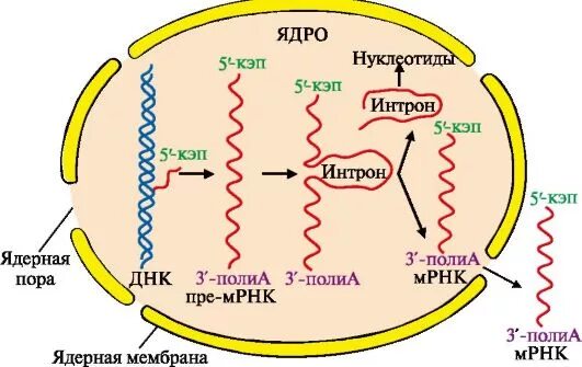 Посттранскрипционная модификация РНК. Посттранскрипционные модификации МРНК. Посттранскрипционные модификации пре-РНК. Кэпирование МРНК.