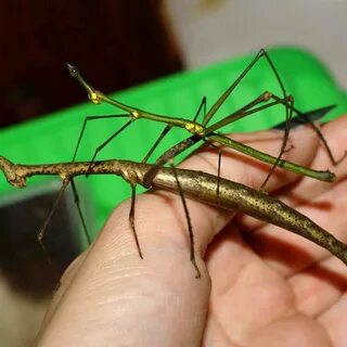 Животное палка