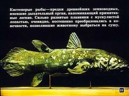 Появление рыб