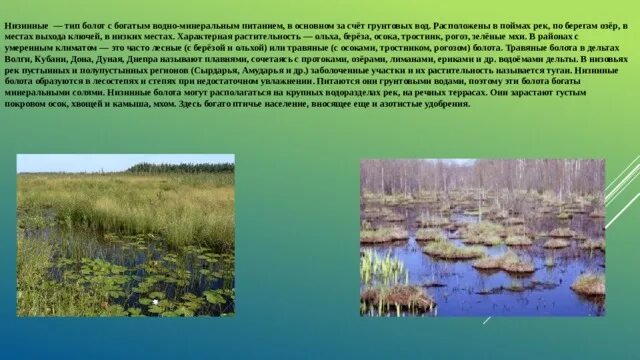 Для какого типа болот характерна эвтрофная растительность. Низинные болота. низинное болото растения. где расположены низинные болота. тип внутренних вод болота.