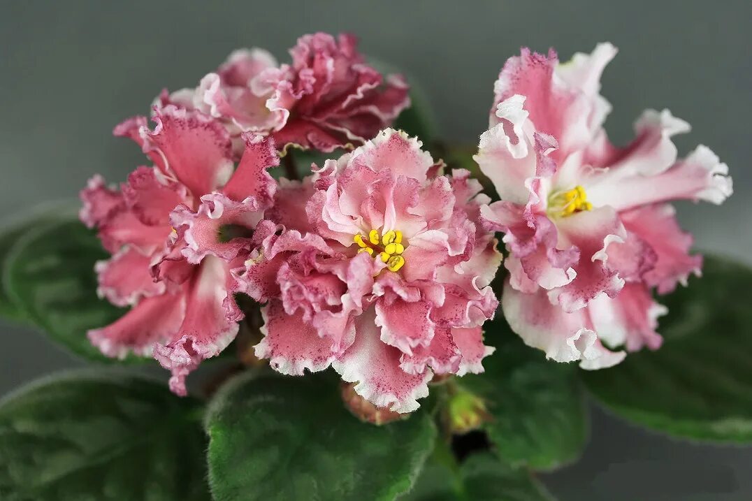 фиалка рм павлина. герб фаберже. рм фаберже фиалка. селекционер морев. фиалка сорт рм фаберже.