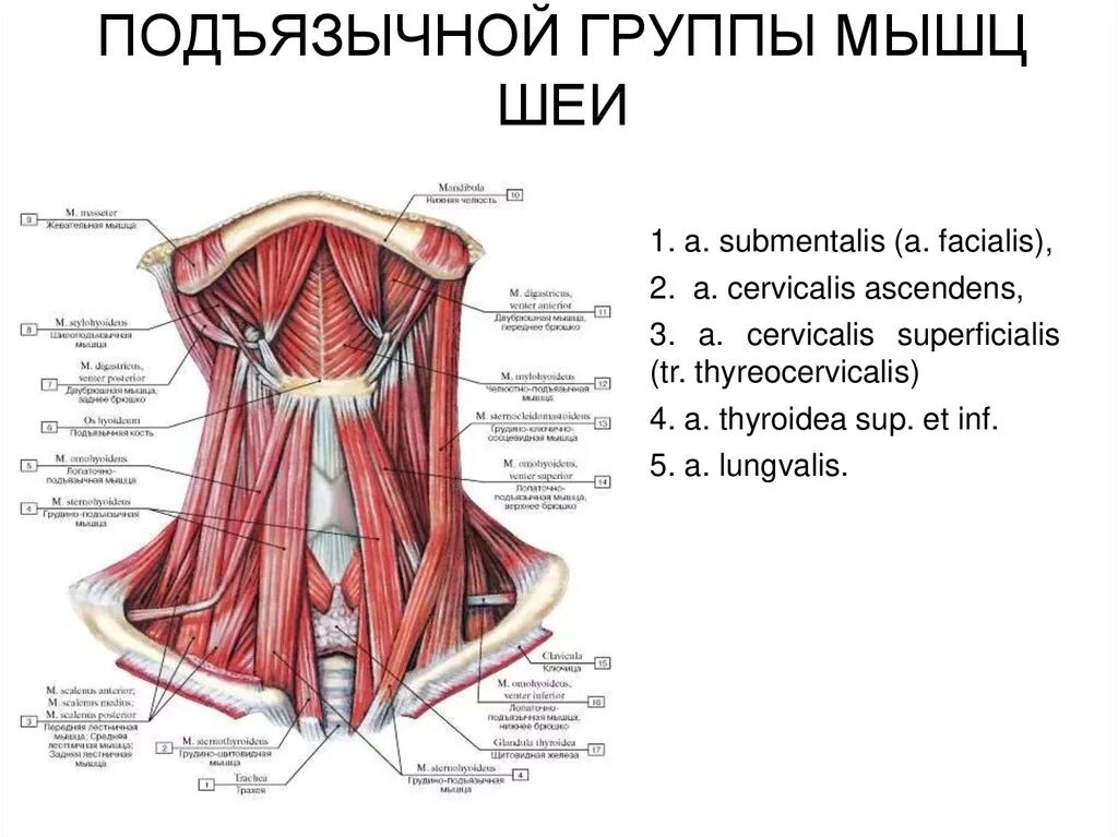 надподъязычные мышцы шеи кровоснабжение. мышцы ниже подъязычной кости. грудино-подъязычная мышца (m. лопаточно подъязычная мышца шеи. Sternohyoideus).