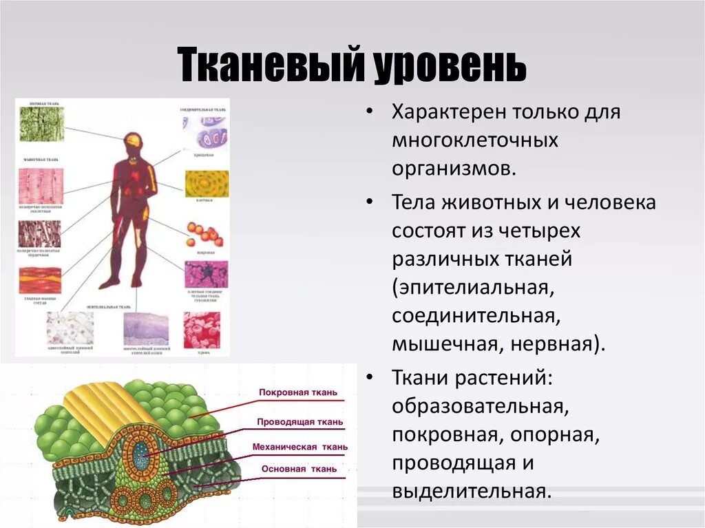 Назовите уровни организации многоклеточного организма. Тканевый уровень организации человека. Уровни организации живой материи тканевый уровень. Клеточный и тканевой уровень организации человека.